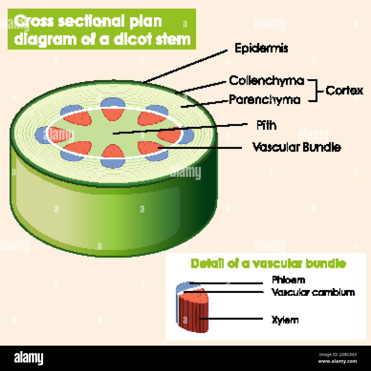 Schéma montrant le plan de section de la tige de dicot Illustration de Vecteur