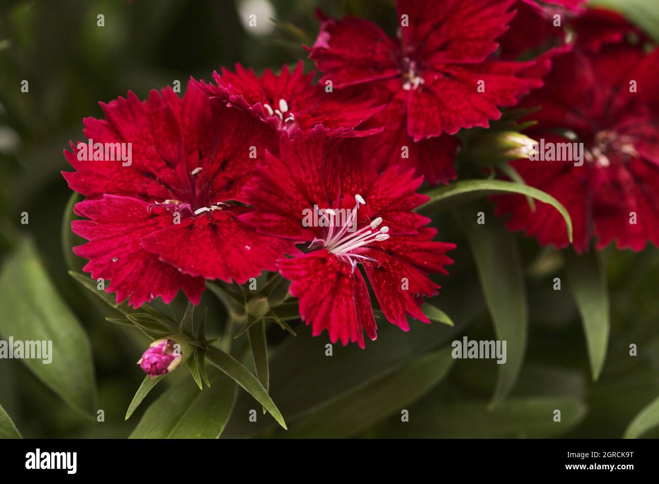 Jardin rouge foncé carnation fleurs macro fond floral Banque D'Images