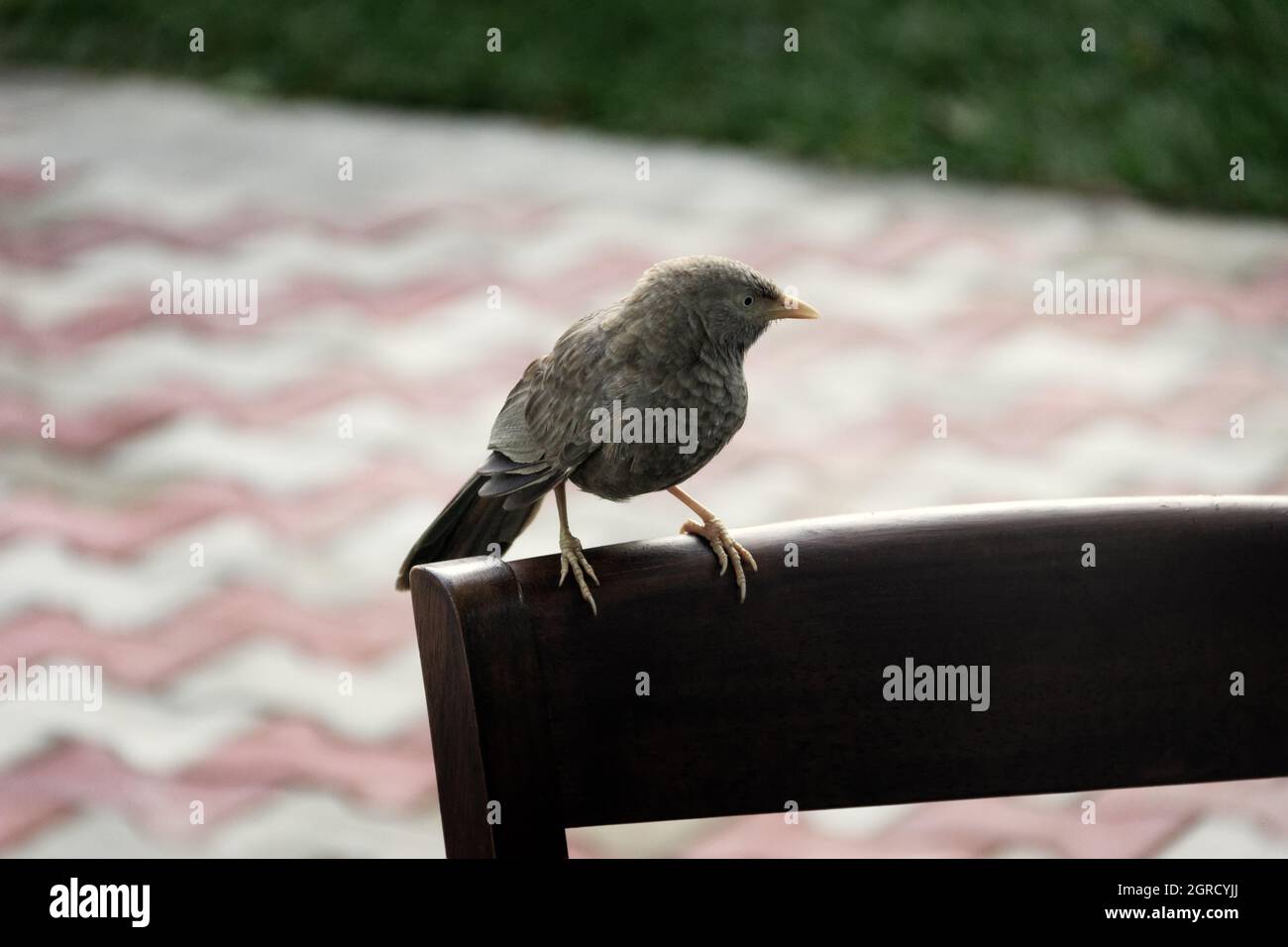 Babbler à bec jaune (Argya affinis taprobanus) au Sri Lanka, en hiver Banque D'Images
