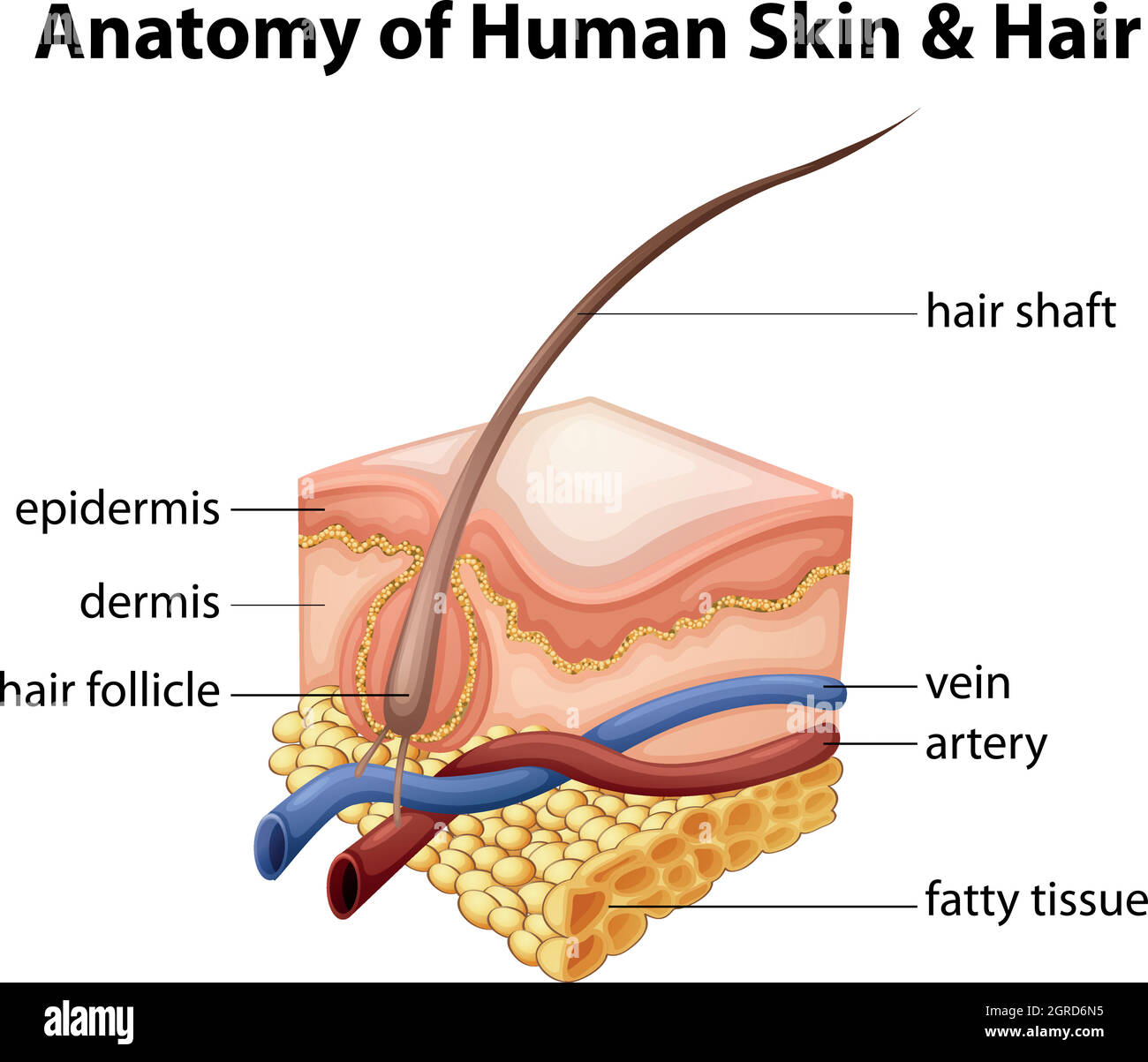 Anatomie de la peau et des cheveux humains Illustration de Vecteur