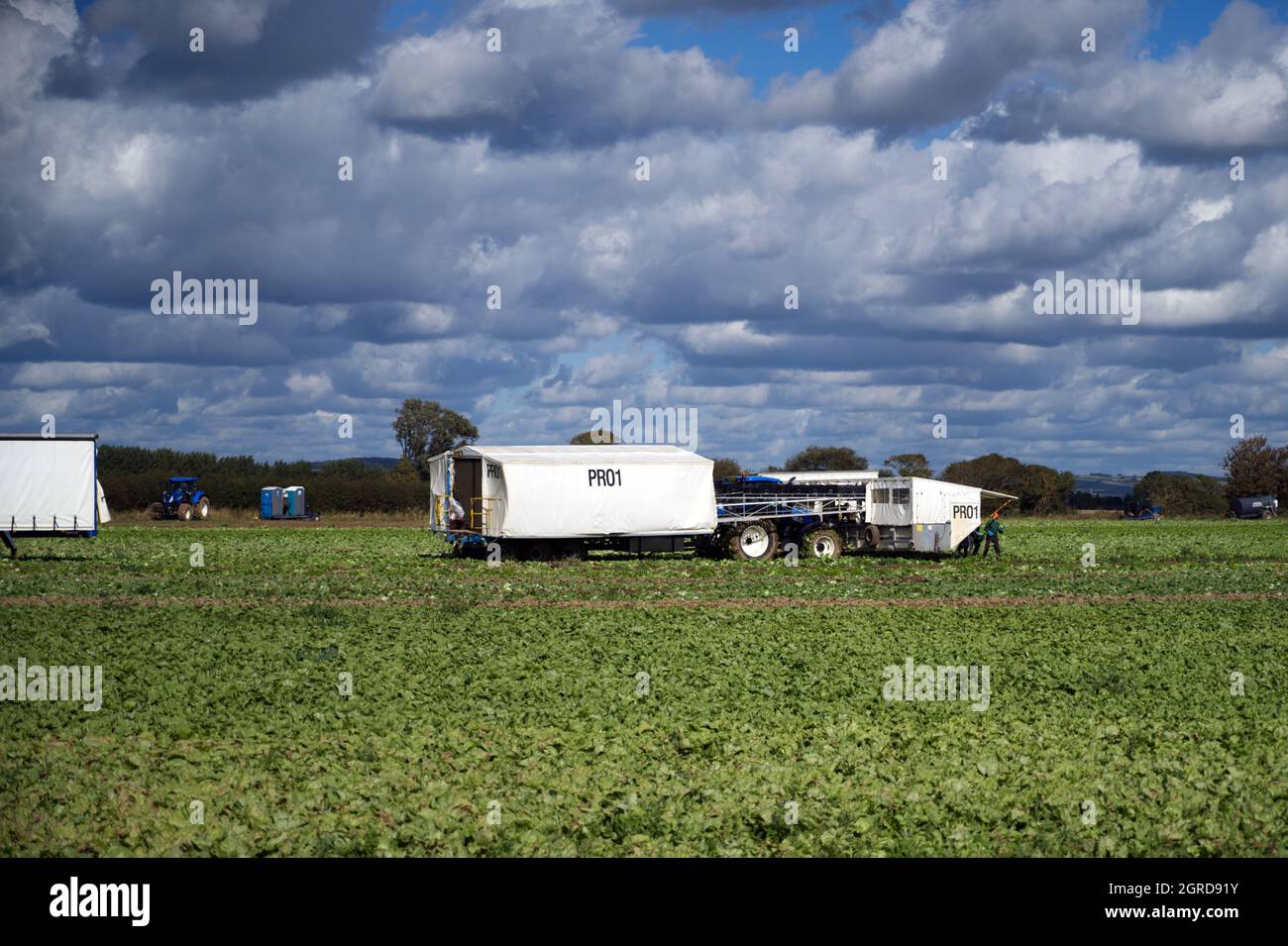 Un travailleur migrant cueillit des choux dans un champ du sud de l'Angleterre au moment de la récolte en automne. Banque D'Images