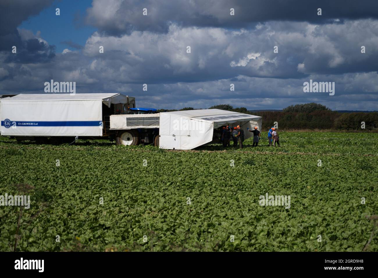 Les travailleurs migrants ramassent des choux dans un champ du sud de l'Angleterre au moment de la récolte en automne. Banque D'Images