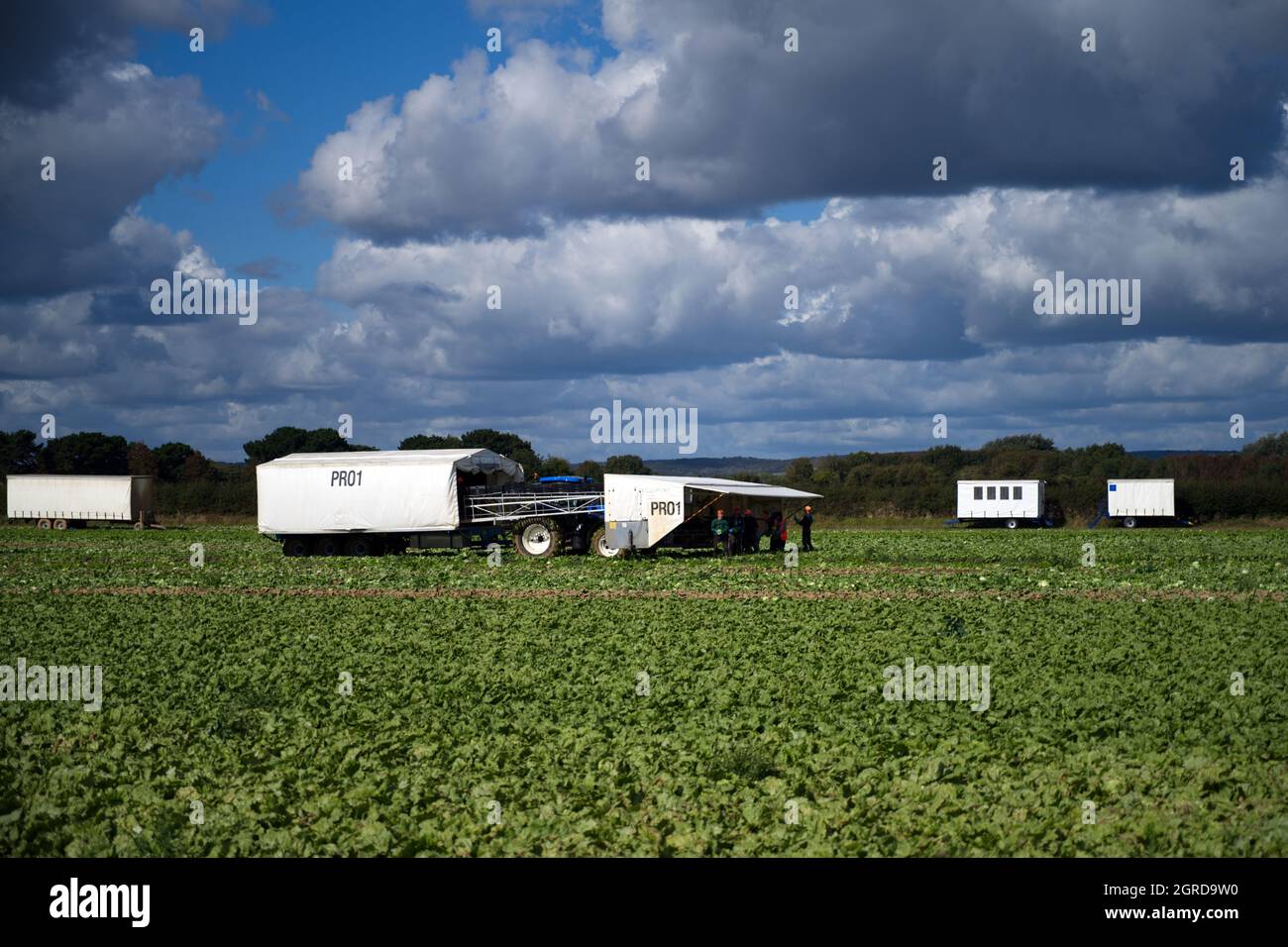 Les travailleurs migrants ramassent des choux dans un champ dans le sud de l'Angleterre au moment de la récolte. Banque D'Images
