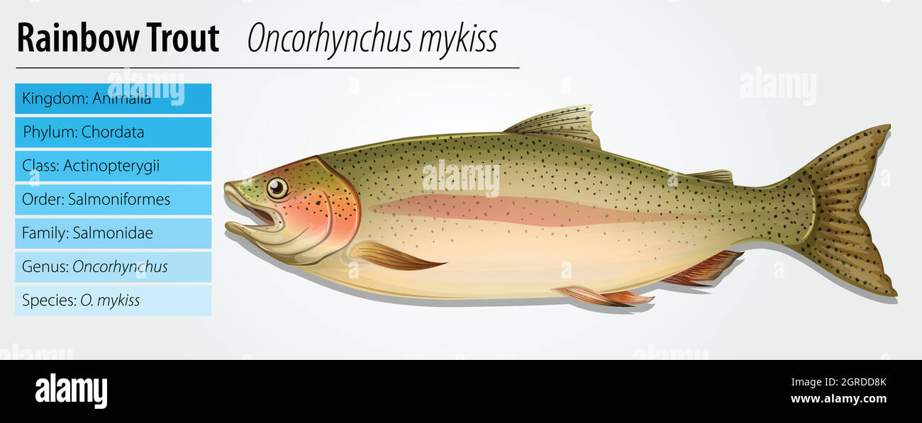 Truite arc-en-ciel - Oncorhynchus mykiss Illustration de Vecteur