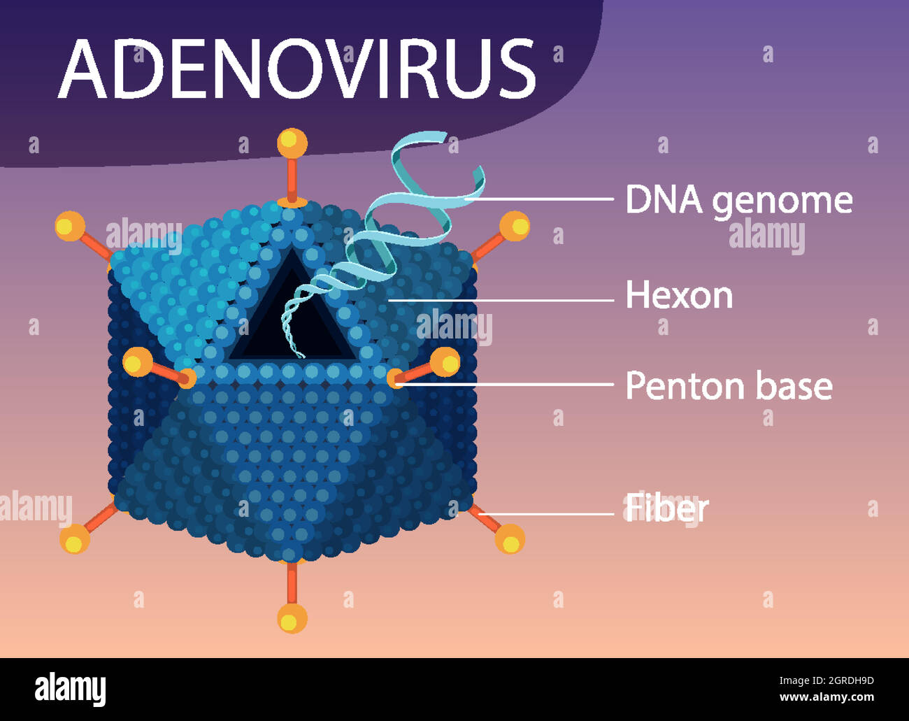 Diagramme de structure de l'adénovirus sur fond d'icône de virus Illustration de Vecteur