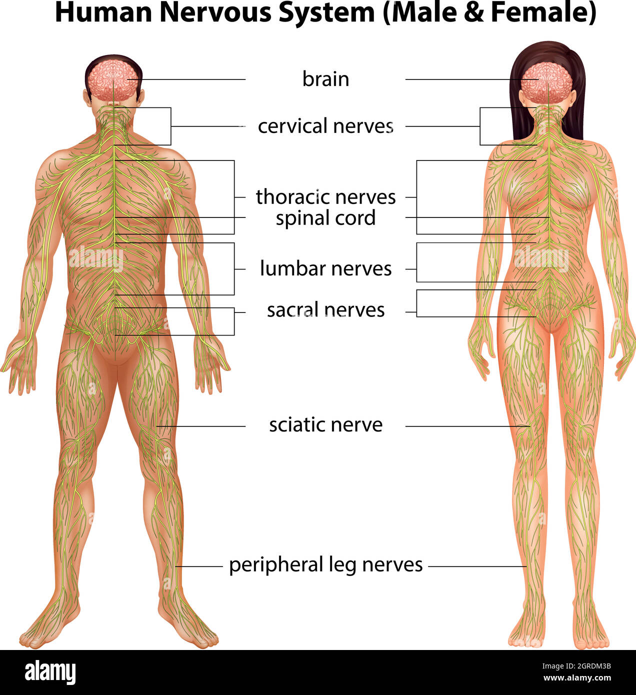 Système nerveux humain Illustration de Vecteur