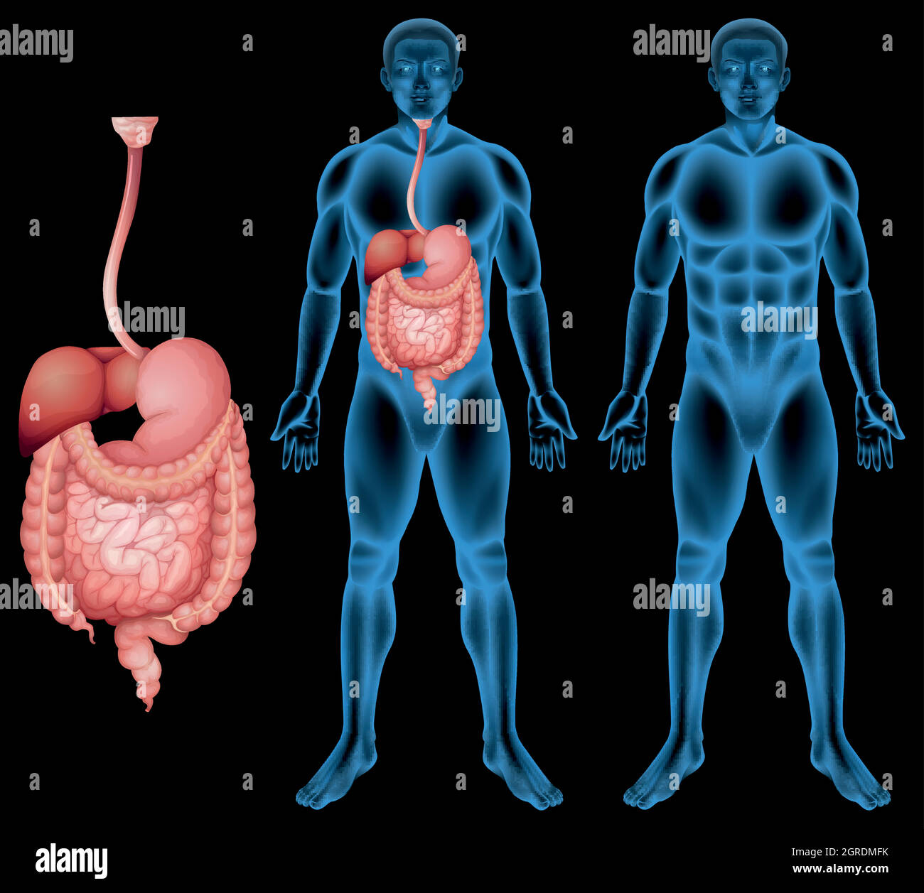Système digestif humain Illustration de Vecteur