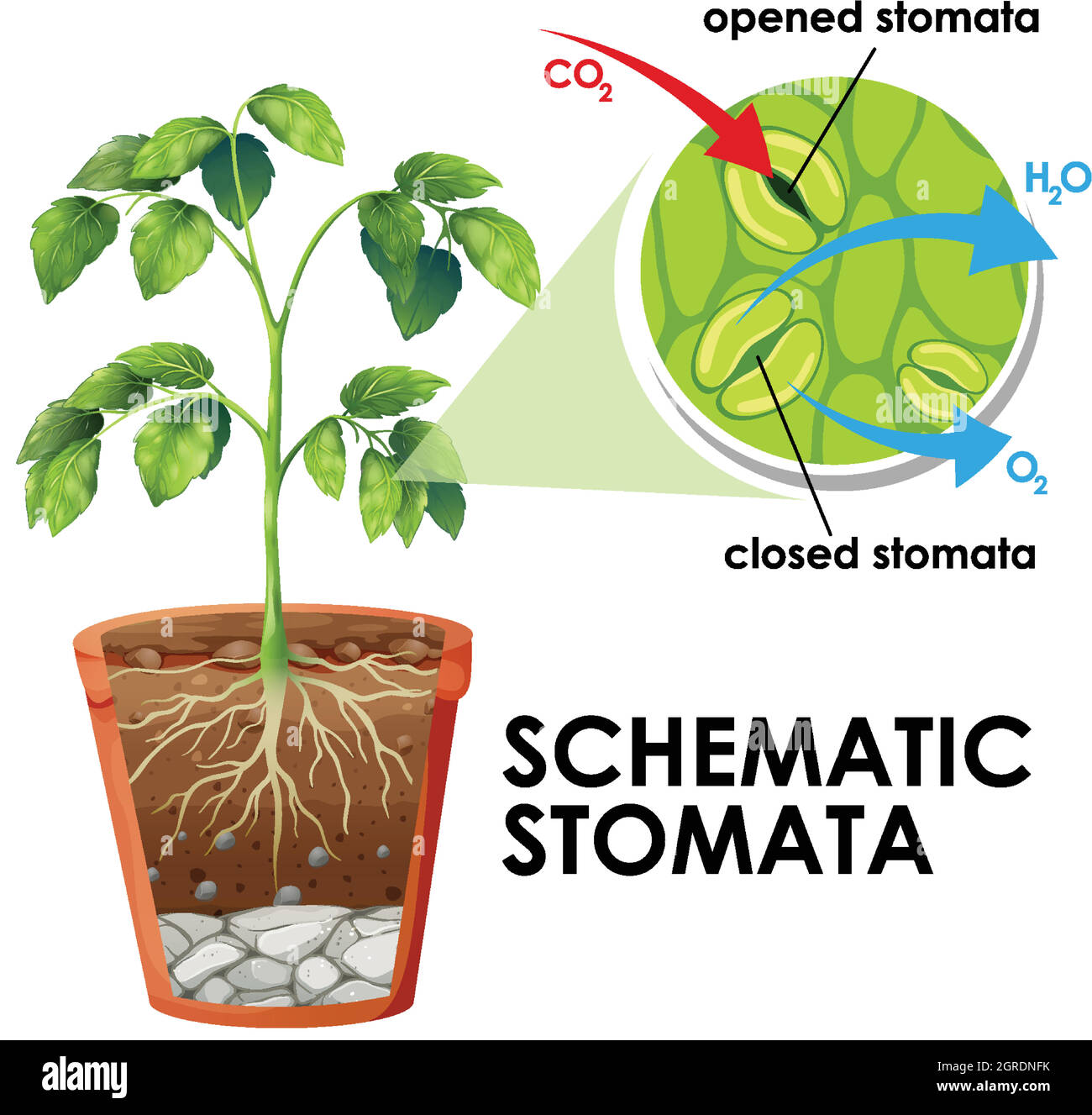 Schéma montrant les stomates schématiques sur fond blanc Illustration de Vecteur