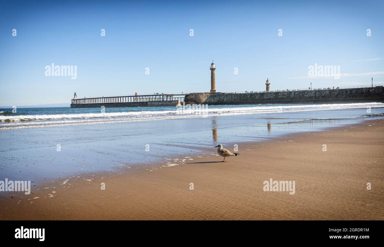 Une plage à marée basse avec un mouette sur le sable. Un long quai avec un phare s'étend jusqu'à la mer et un ciel avec un nuage léger est au-dessus. Banque D'Images