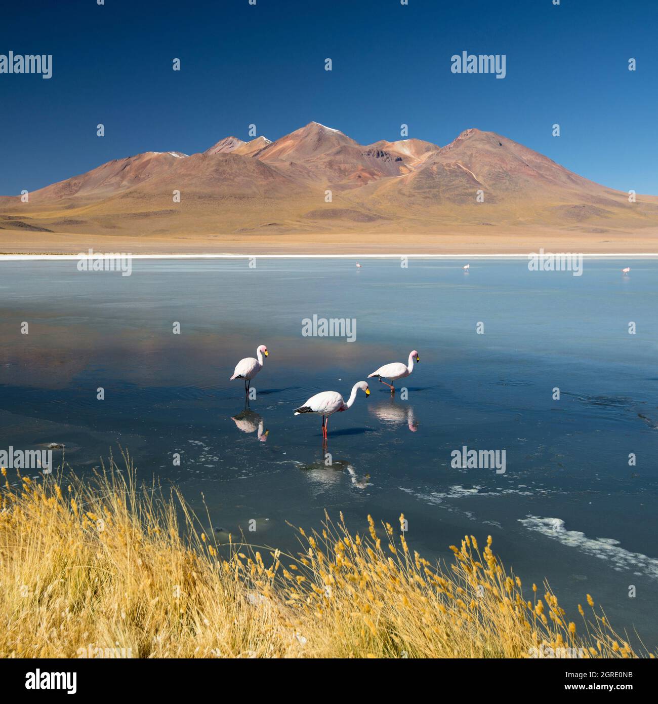 Laguna Canapa avec flamant, Bolivie - Altiplano.Amérique du Sud. Banque D'Images