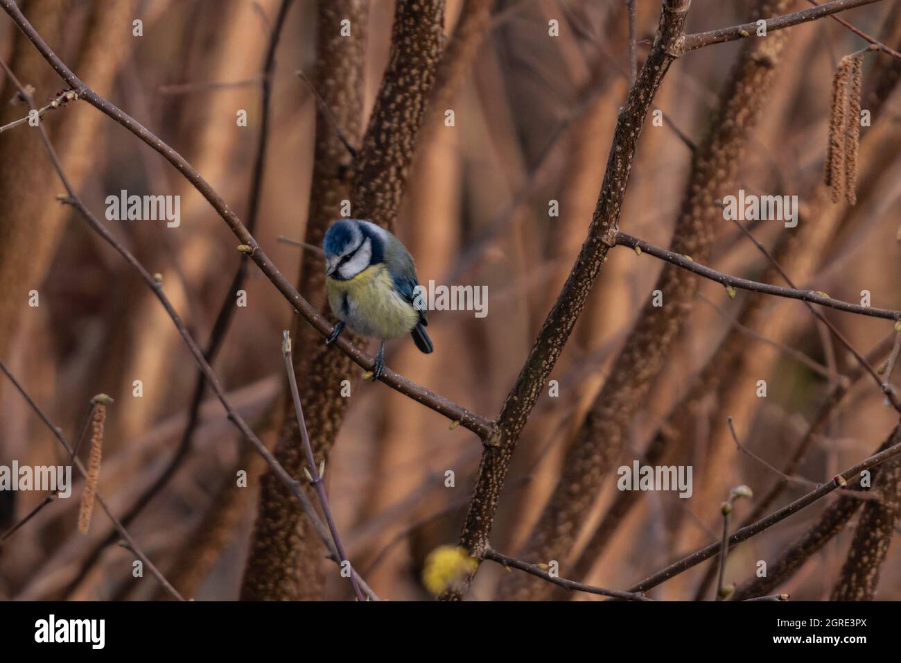 Teinte bleue entre les branches en hiver Banque D'Images