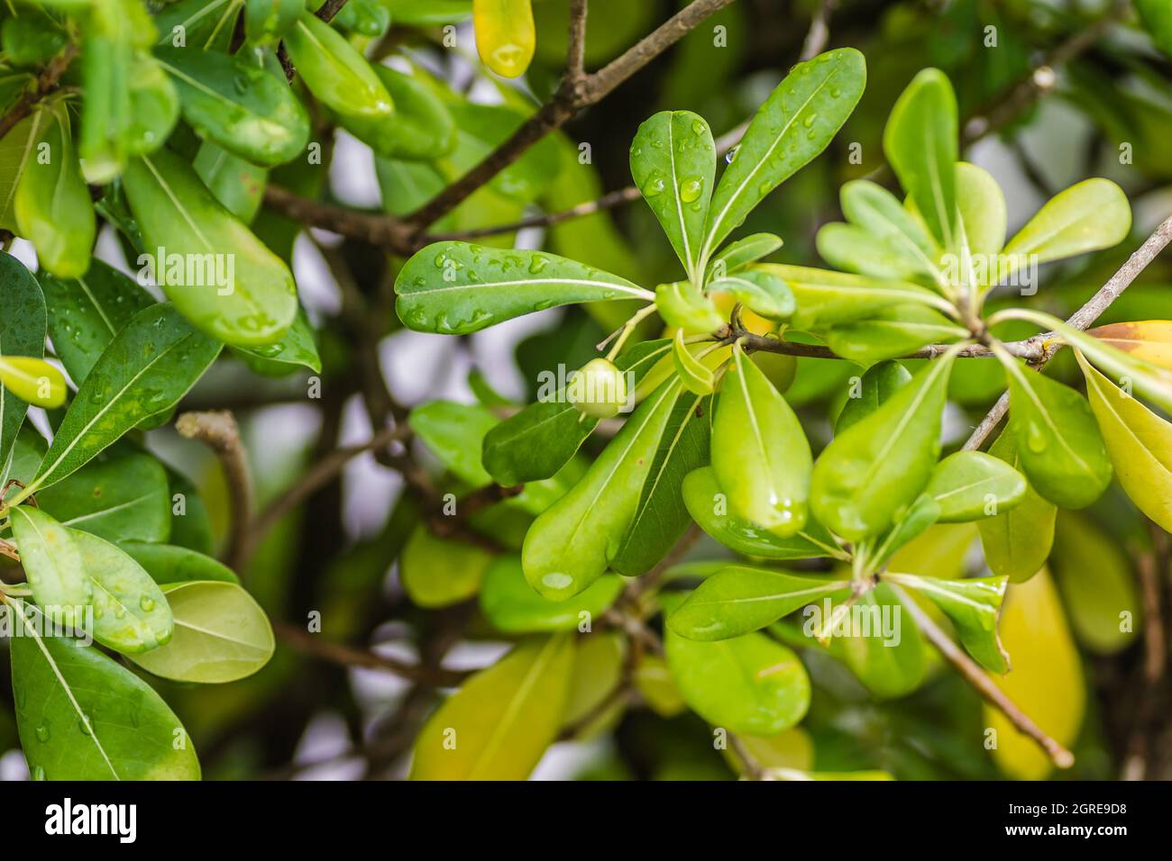 Pittosporaceae arbuste et plantes d'assaisonnement à feuilles persistantes. Banque D'Images