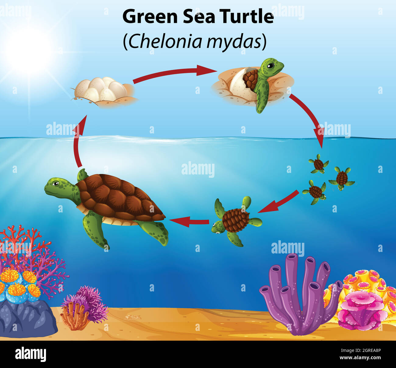 Cycle de vie de la tortue de mer verte Illustration de Vecteur