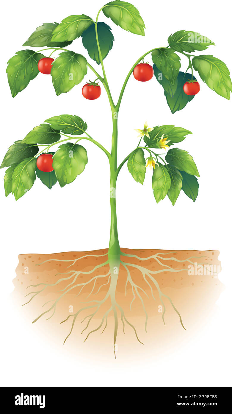 Parties d'une usine Illustration de Vecteur