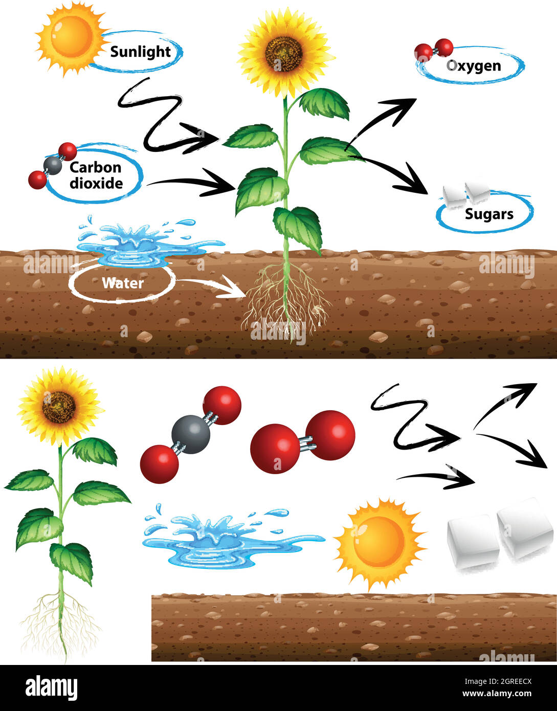 Schéma montrant comment la plante pousse Illustration de Vecteur