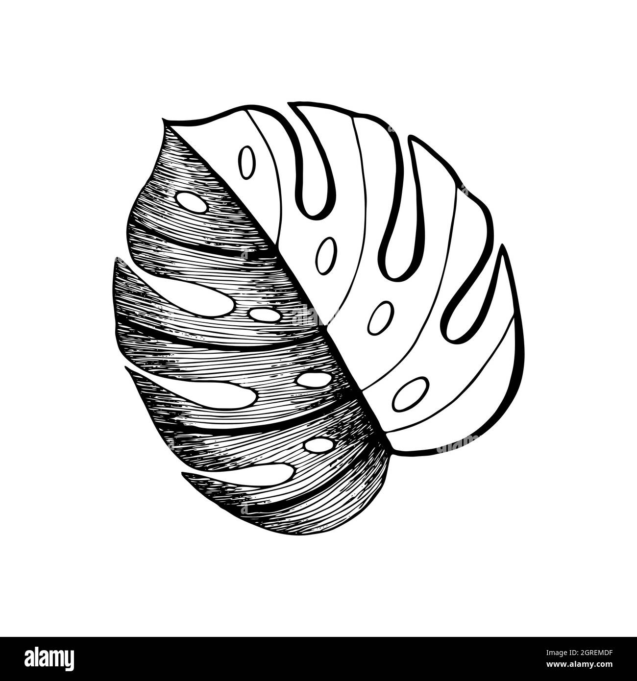 Monstera feuille décorative contour silhouette main dessin griffures, isolé, fond blanc. Illustration vectorielle Illustration de Vecteur