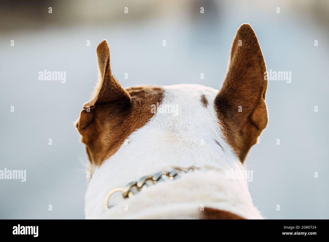 Dos de la tête d'un chien dangereux brun et blanc avec les oreilles vers le haut Banque D'Images