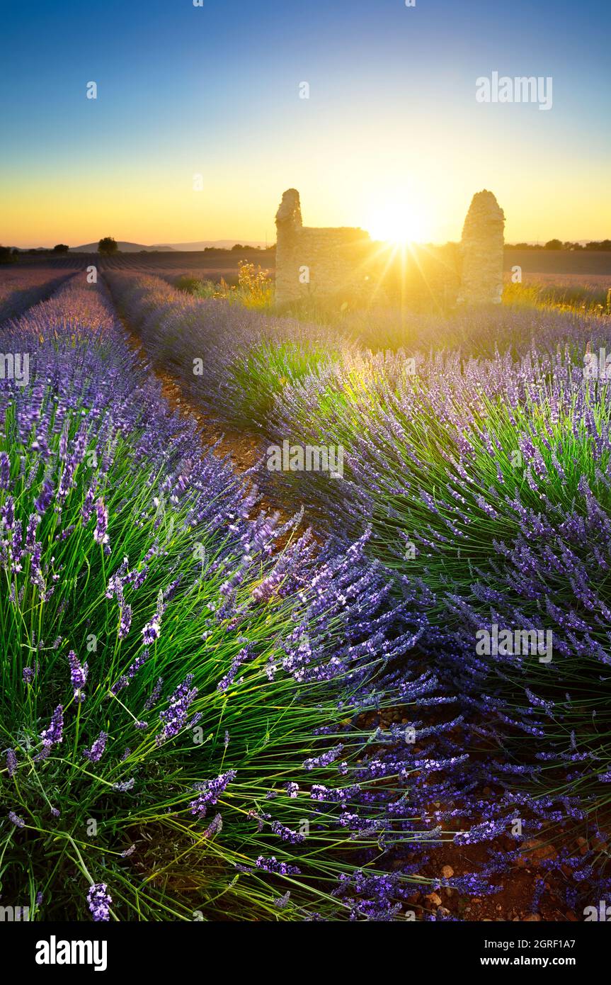 Champ de lavande et en refuge au coucher du soleil, Provence, France Banque D'Images
