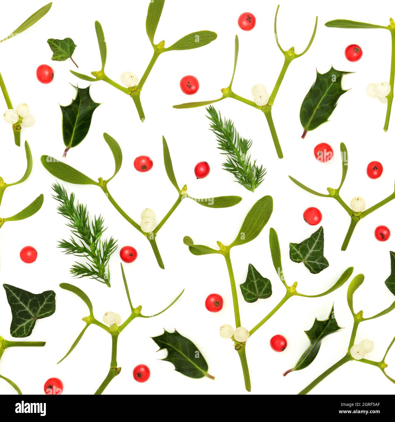 Feuille De Gui En Anglais Végétation traditionnelle anglaise d'hiver avec baies de houx, GUI, lierre  et feuilles de genièvre sur blanc. Plantes adorées par les druides comme  symboles païens. C Photo Stock - Alamy