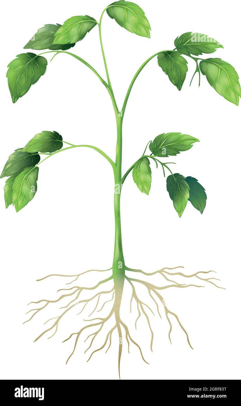 Plante verte Illustration de Vecteur