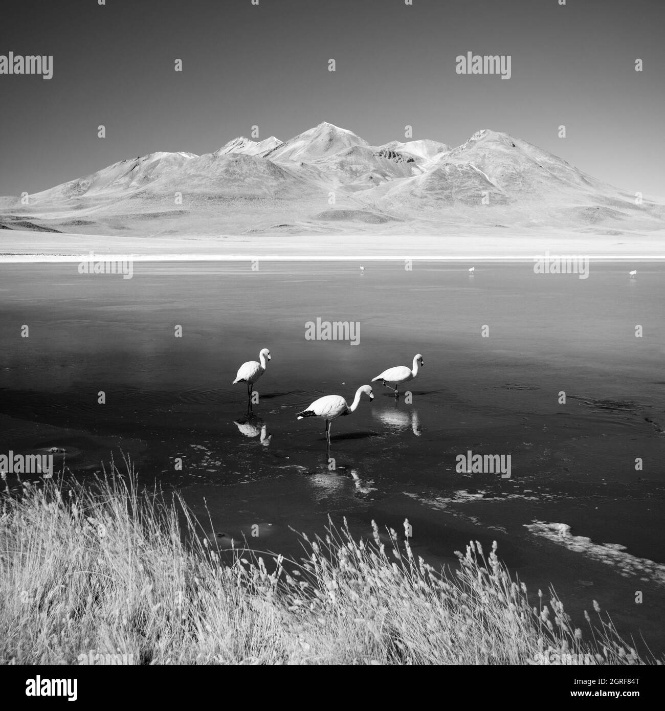 Laguna Canapa avec flamant, Bolivie - Altiplano.Amérique du Sud - BW Banque D'Images