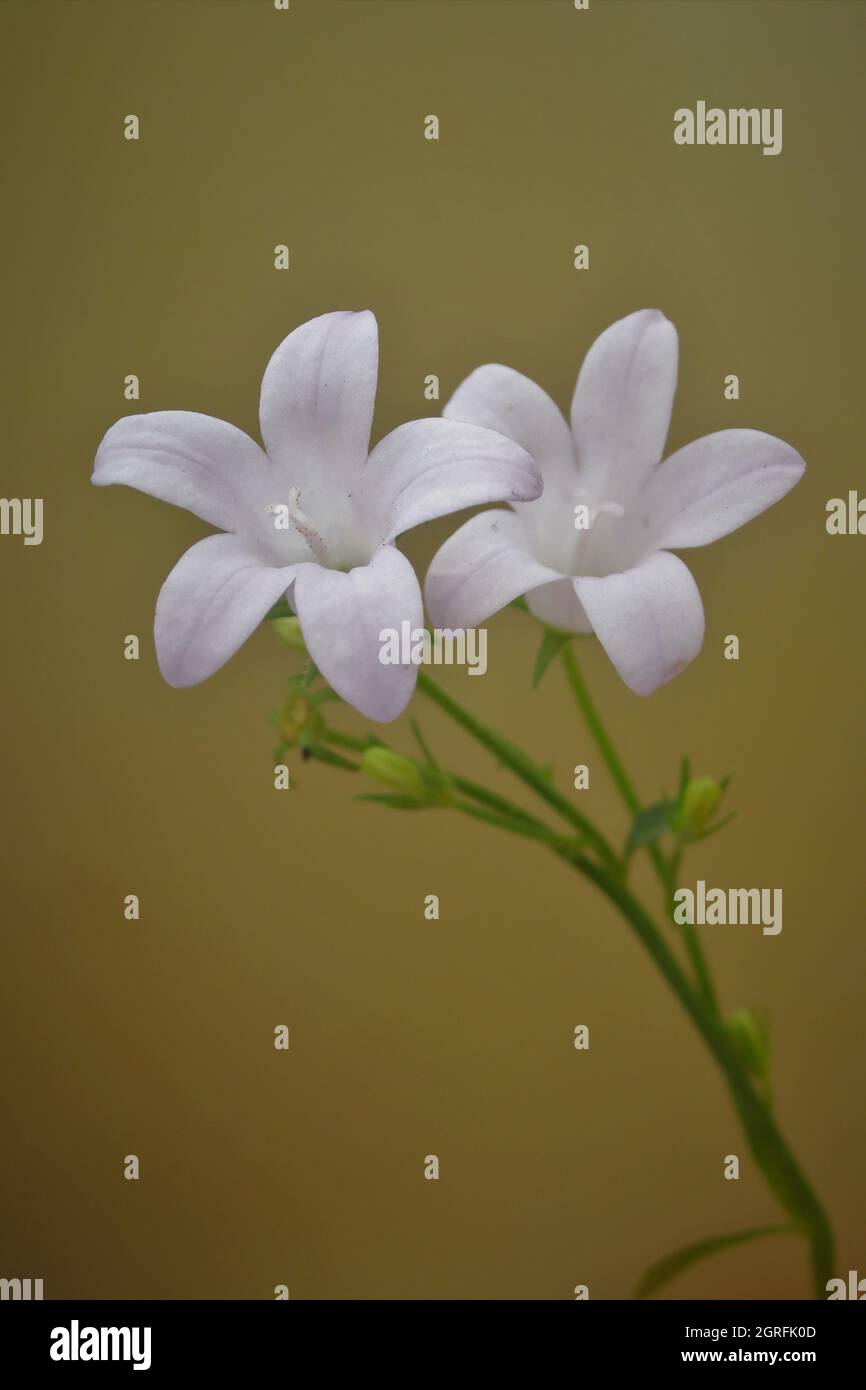 Fleur communément appelée Bellflower Banque D'Images