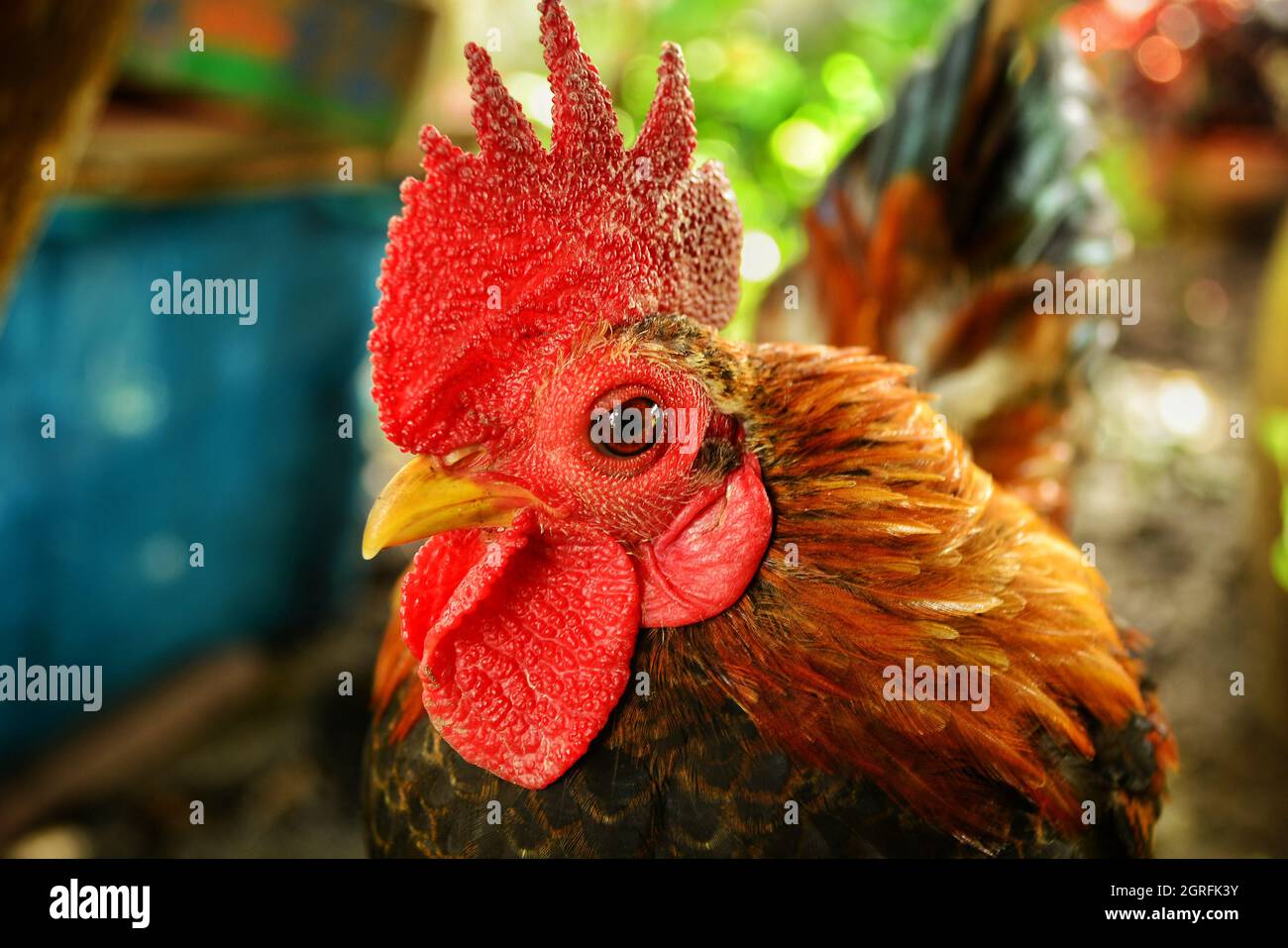 Magnifique poulet nain à la ferme Banque D'Images