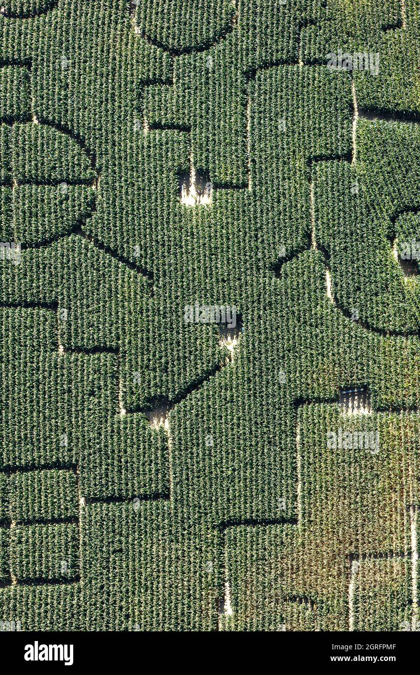 France, Vendée, Vendrennes, labyrinthe dans un champ de maïs (vue aérienne) Banque D'Images