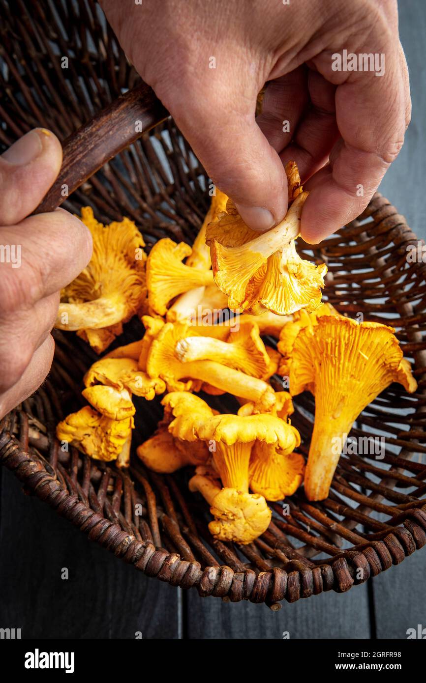 France, Marne, Reims, Cantharellus cibarius, champignons girolles Banque D'Images