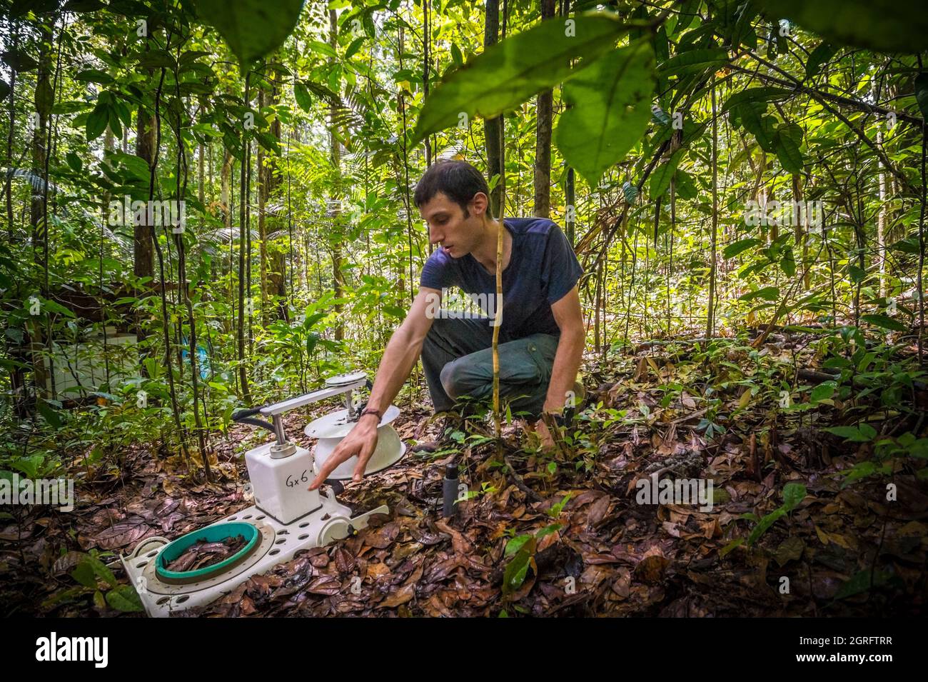 Station de recherche France, Guyane française, Kourou, Paracou (gérée par le Cirad) étudiant les échanges gazeux (cycle du carbone) entre les différentes couches de la forêt tropicale Banque D'Images