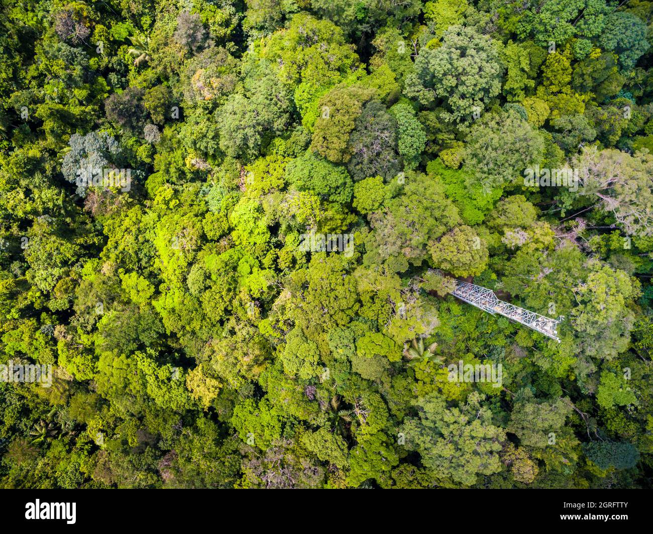 Station de recherche France, Guyane française, Kourou, Paracou (gérée par le Cirad) étudiant les échanges de gaz (cycle du carbone) entre les différentes couches de la forêt tropicale, vue aérienne de la tour Guyaflux (vue aérienne) Banque D'Images
