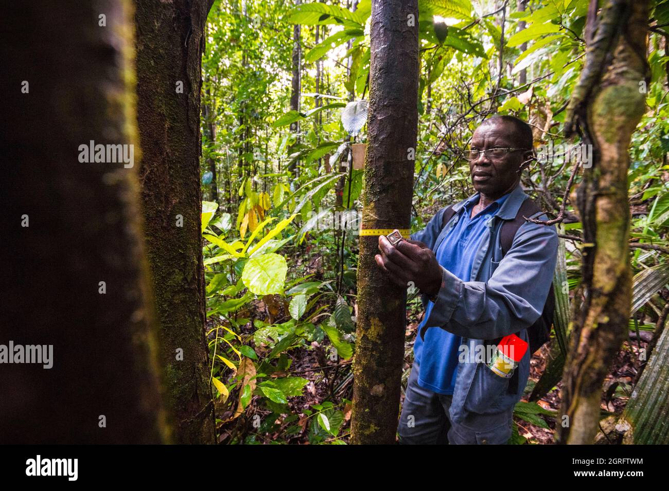Station de recherche France, Guyane française, Kourou, Paracou (gérée par le Cirad) étudiant les échanges gazeux (cycle du carbone) entre les différentes couches de la forêt tropicale Banque D'Images