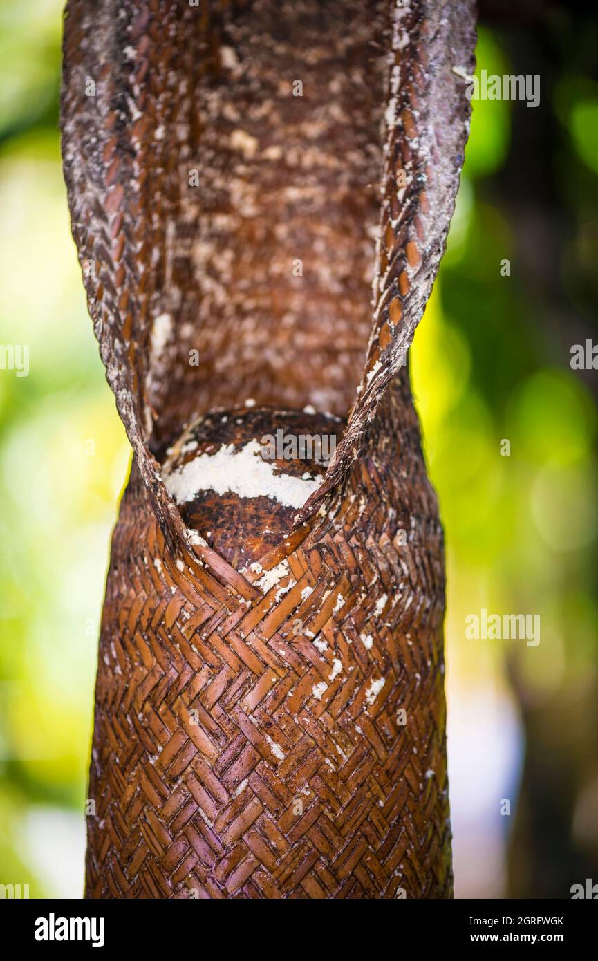France, Guyane française, Parc Amazonien de Guyane, Camopi, détail d'un serpent tressé par les Wayãpi Amérindiens, utencil permettant d'extraire le jus de la farine de manioc, puis filtré pour le détoxifier, puis laissé fermenter pour obtenir le cachiri, la bière locale dont le partage est très ritualisé Banque D'Images