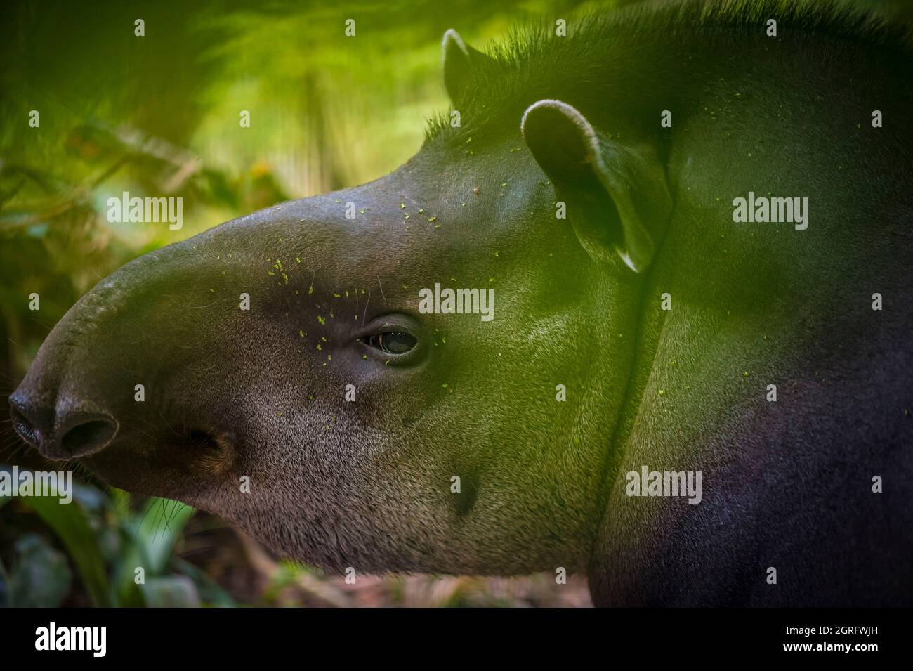 France, Guyane française, Cayenne, Parc zoologique et botanique de Guyane française, portrait d'un Tapir américain (Tapirus terrestris) Banque D'Images