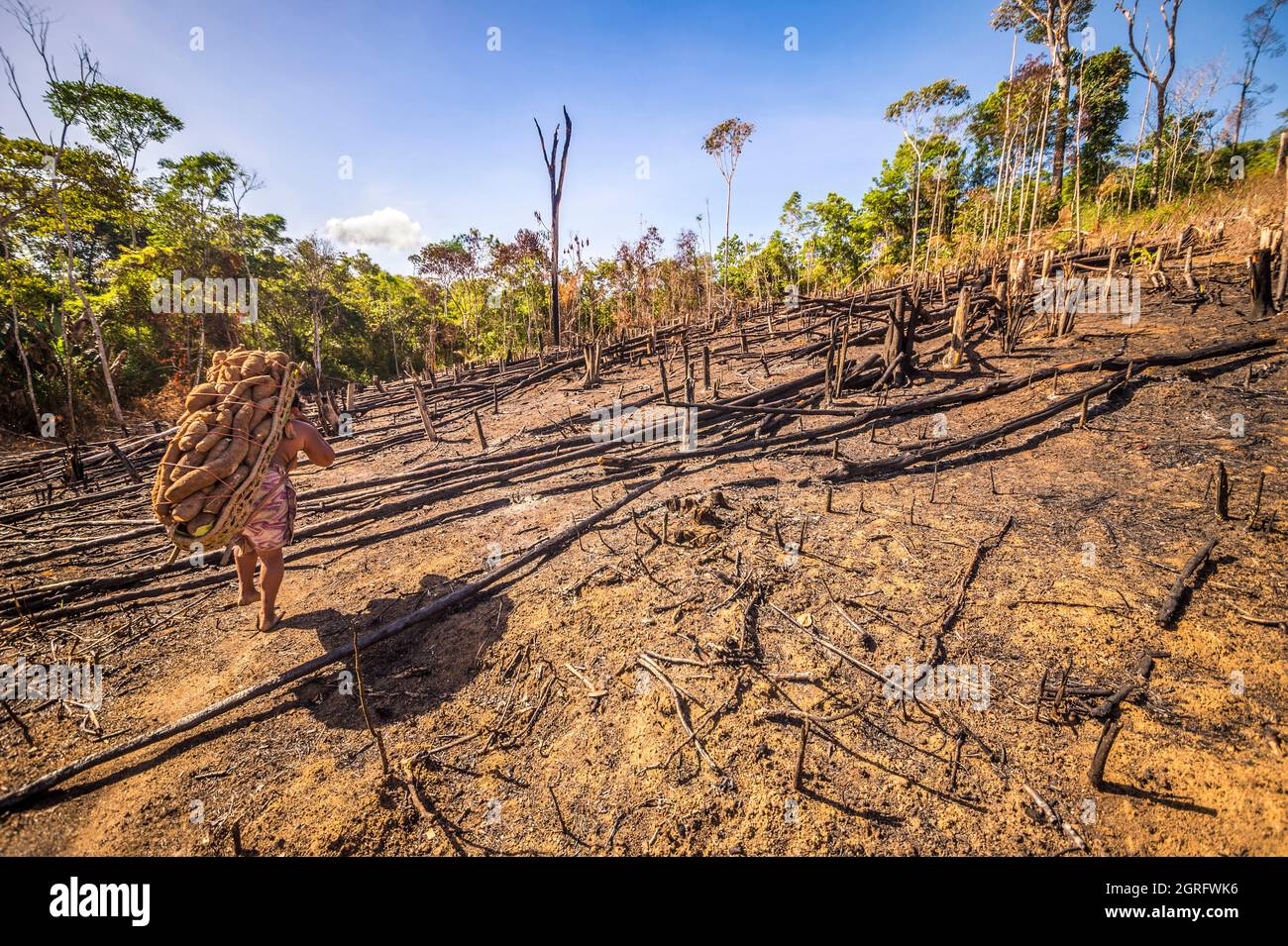 France, Guyane française, Parc Amazonien de Guyane, Camopi, récolte de manioc dans un abattis (zone de culture artisanale au milieu de la forêt tropicale), Amerindian Wayãpi Banque D'Images