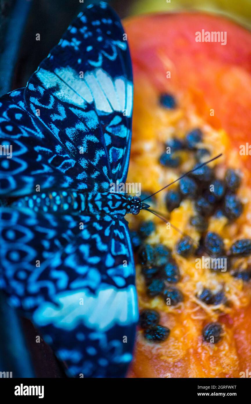 France, Guyane française, commune de Roura, village de Caçao, musée le Planeur Bleu, papillon en plein coeur d'une papaye mûre Banque D'Images