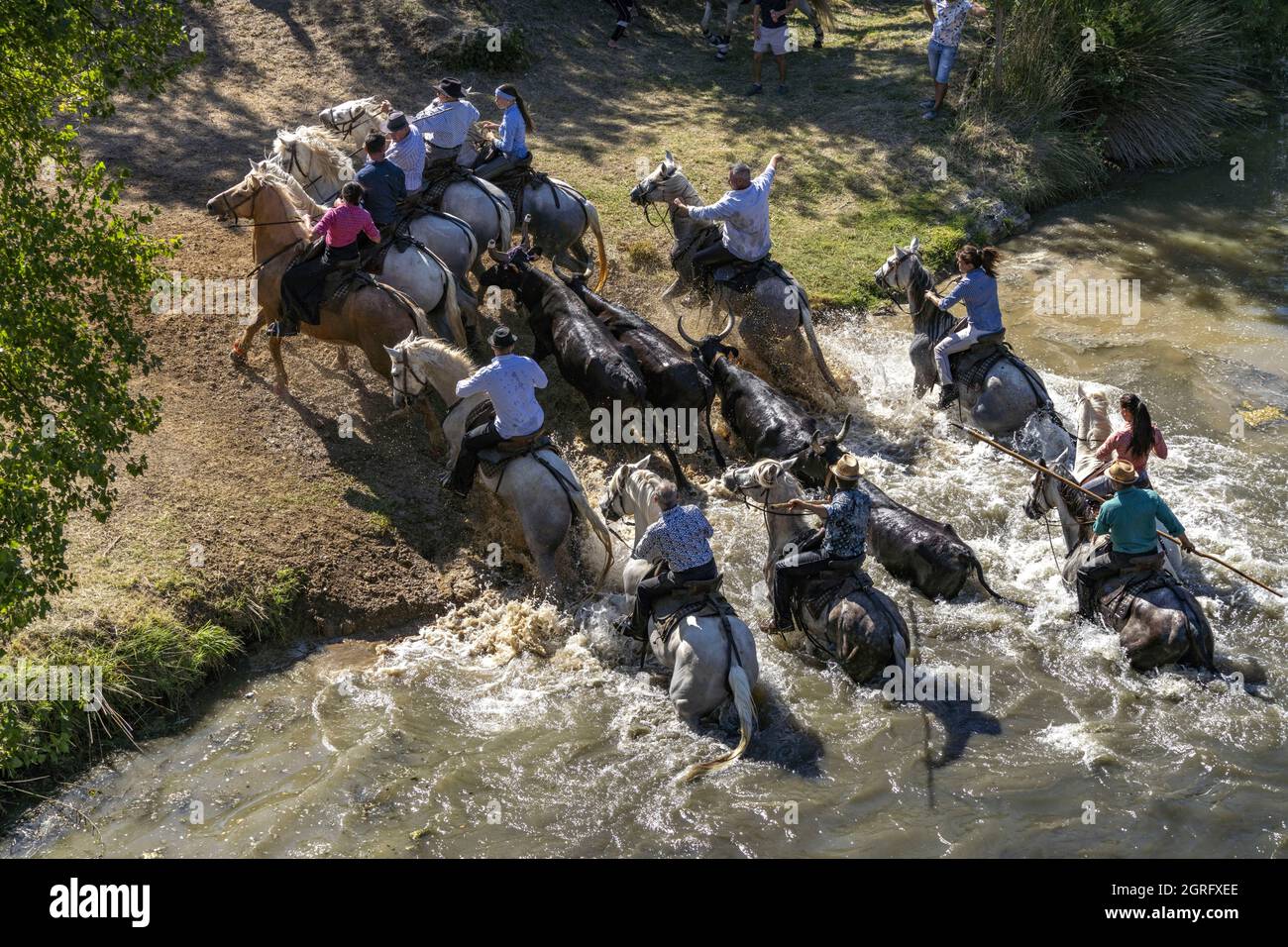 France, Hérault, Sauve, traversée de la rivière avec des taureaux Banque D'Images