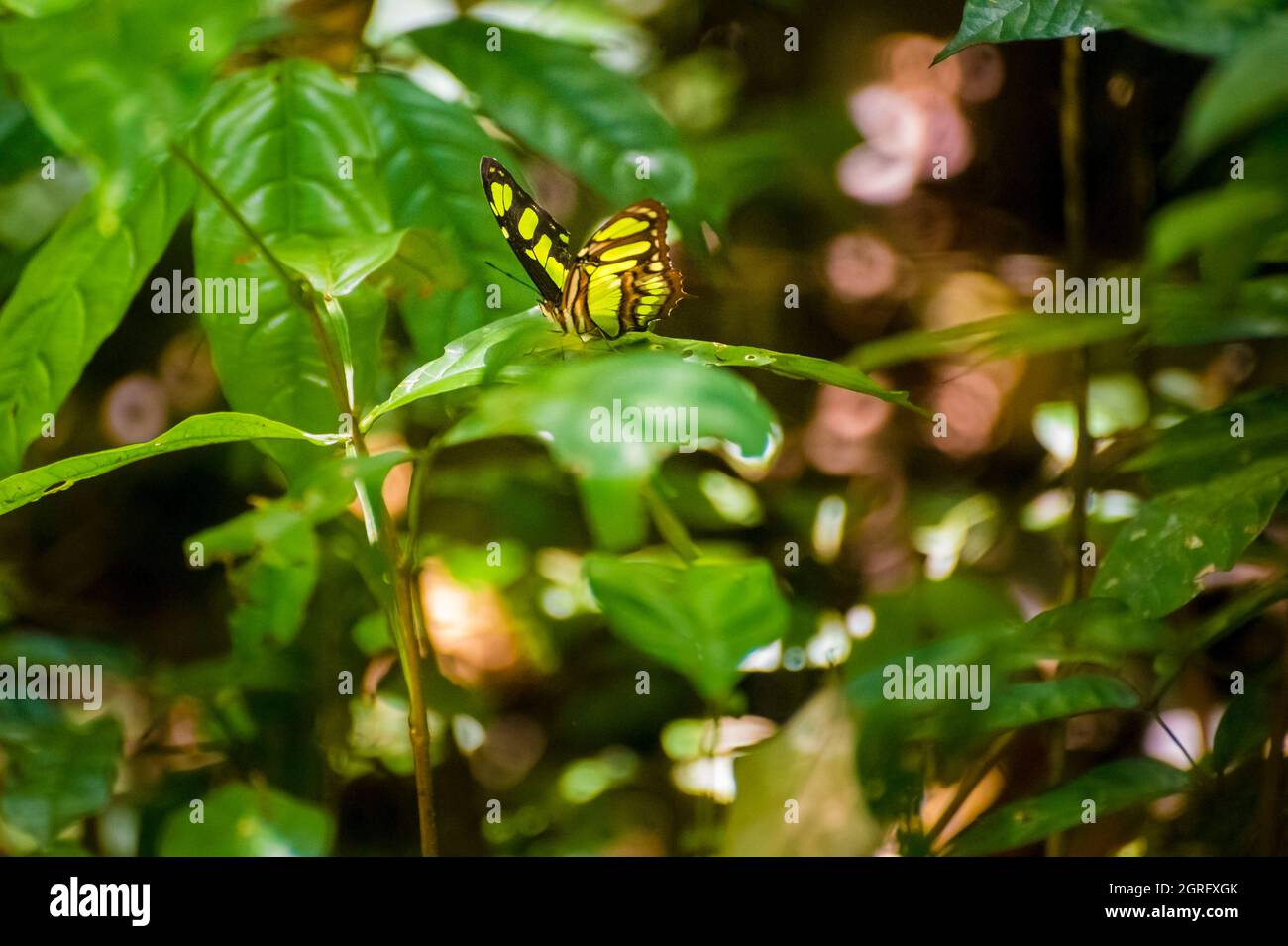 France, Guyane française, Saül, papillon dans le sous-bois tropical sur le sentier de la Roche bateau Banque D'Images