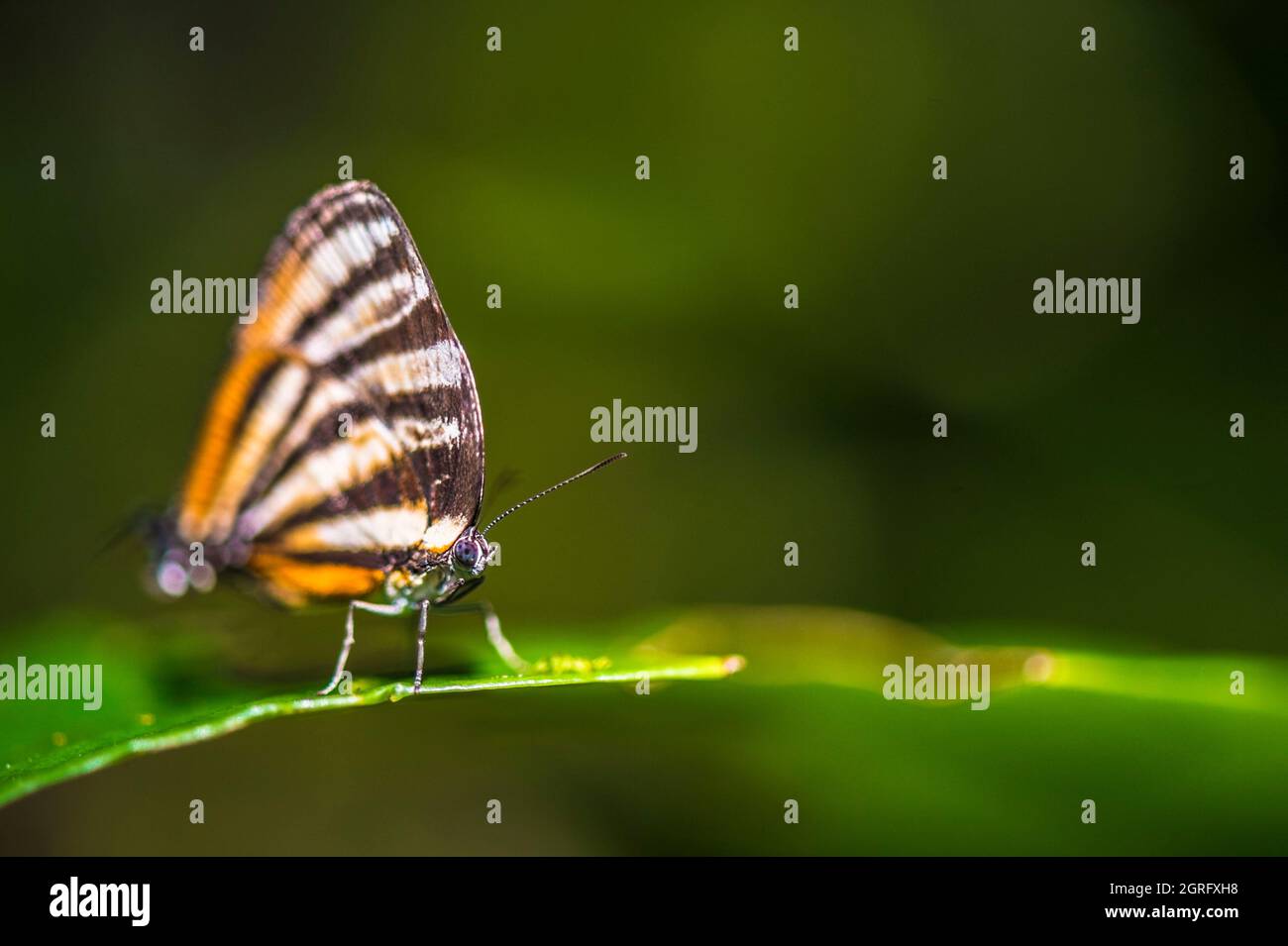 France, Guyane française, Saül, papillon dans le sous-bois tropical sur le sentier de la Roche bateau, à point Chaud Banque D'Images