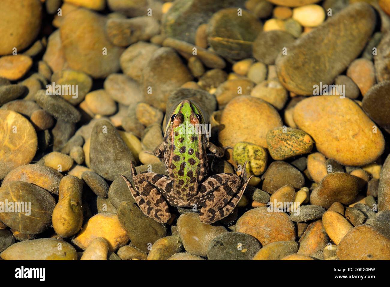 France, Savoie, Yenne, Rhône, vieux Rhône, grenouille Banque D'Images