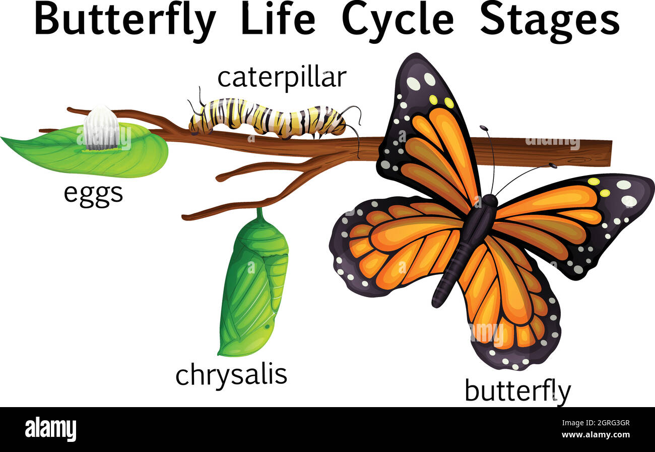 Étapes du cycle de vie du papillon Illustration de Vecteur