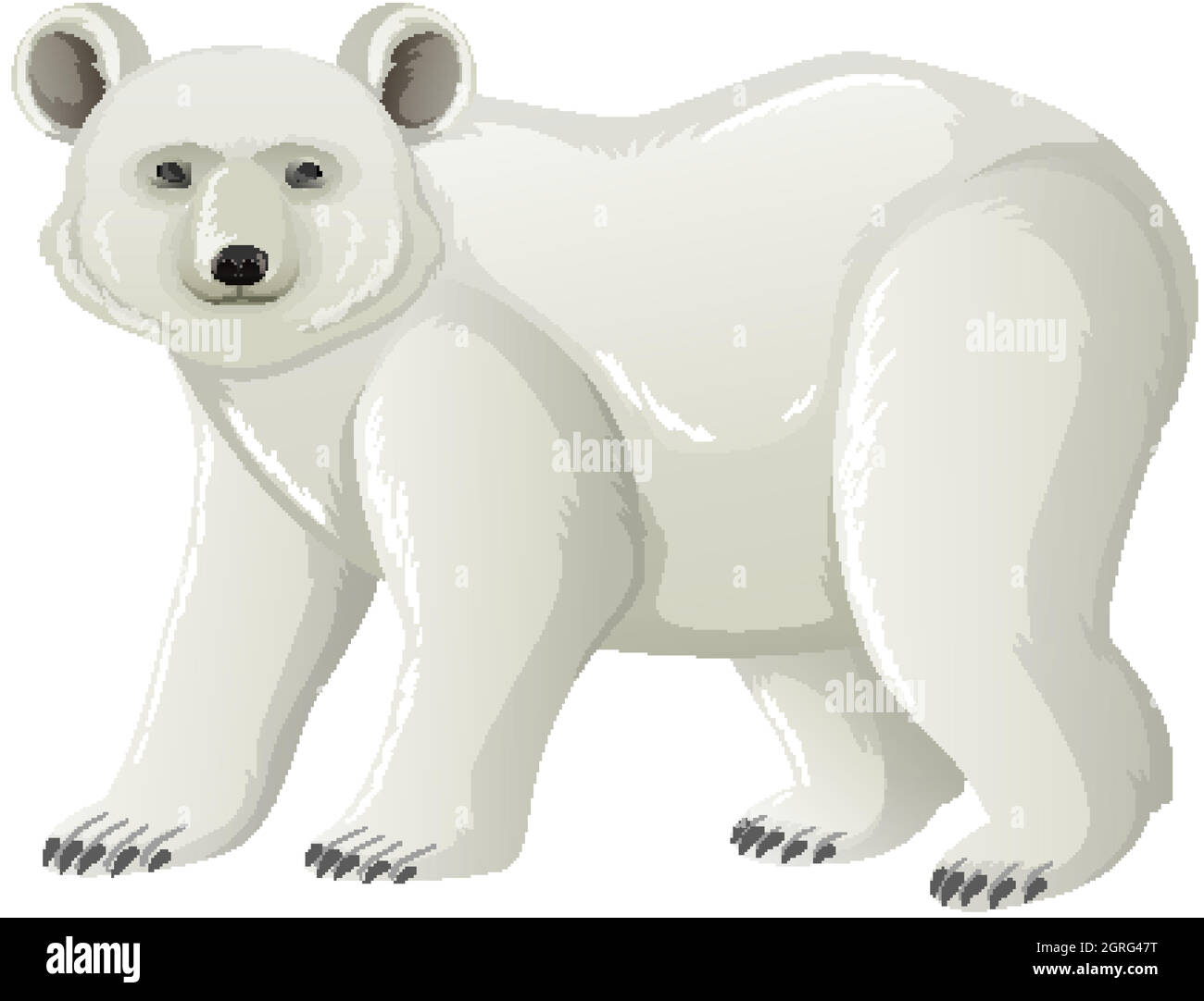 Ours polaire sur quatre pattes sur fond blanc Illustration de Vecteur