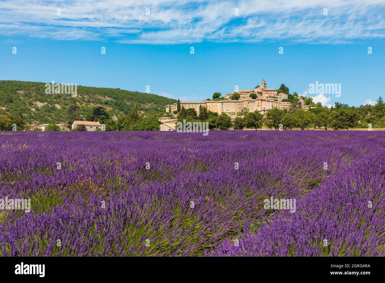 France, Alpes de Haute Provence, Banon, champ de lavande Banque D'Images