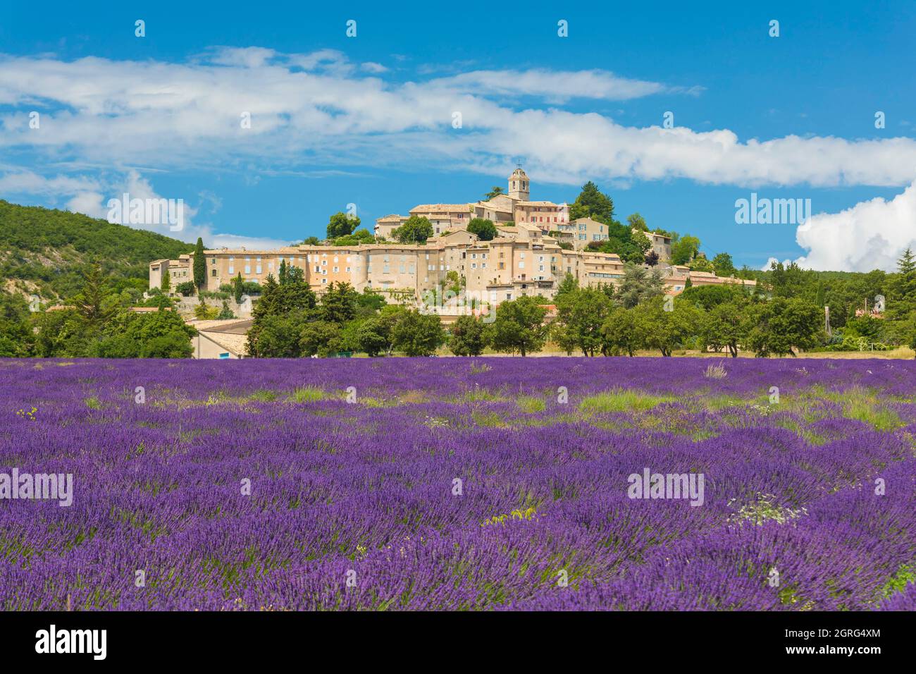 France, Alpes de Haute Provence, Banon, champ de lavande Banque D'Images