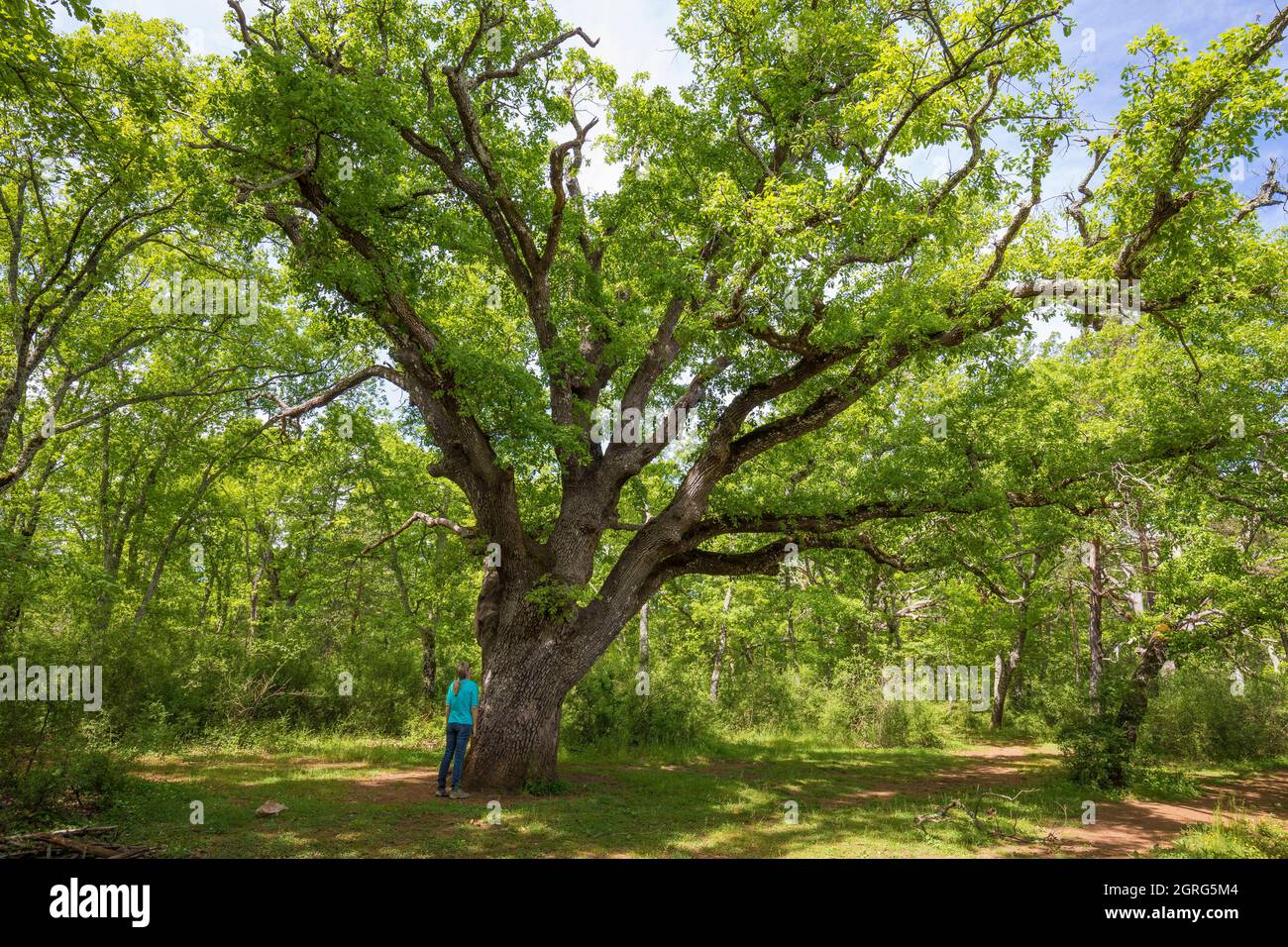 Vieux chêne arbre france Banque de photographies et d’images à haute