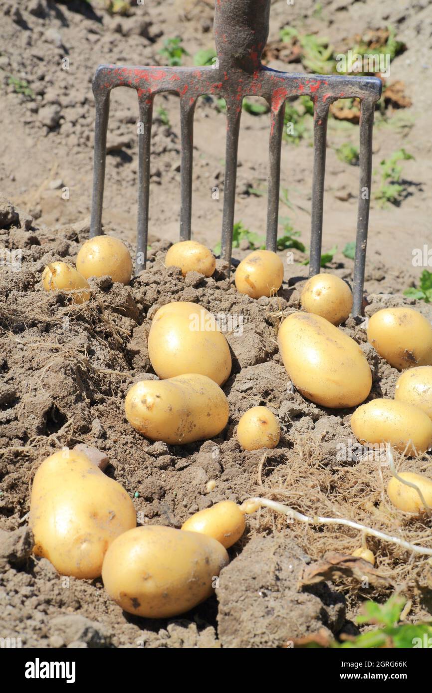 France, Vendée, île de Noirmoutier, Noirmoutier en ile, récolte de la pomme de terre Lady Christ'l Banque D'Images