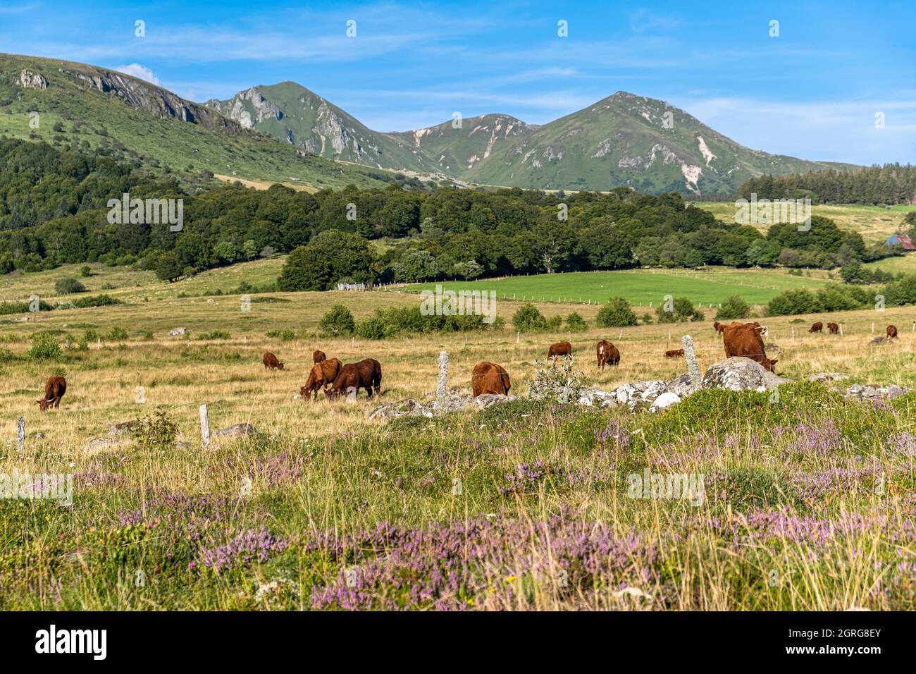 France, Puy de Dôme, Parc naturel régional des Volcans d'Auvergne (parc naturel régional des Volcans d'Auvergne), vaches salers, Vallée de la Fontaine Salée, Réserve naturelle de Chastreix-Sancy, massif des Monts-Dore, Sancy Banque D'Images