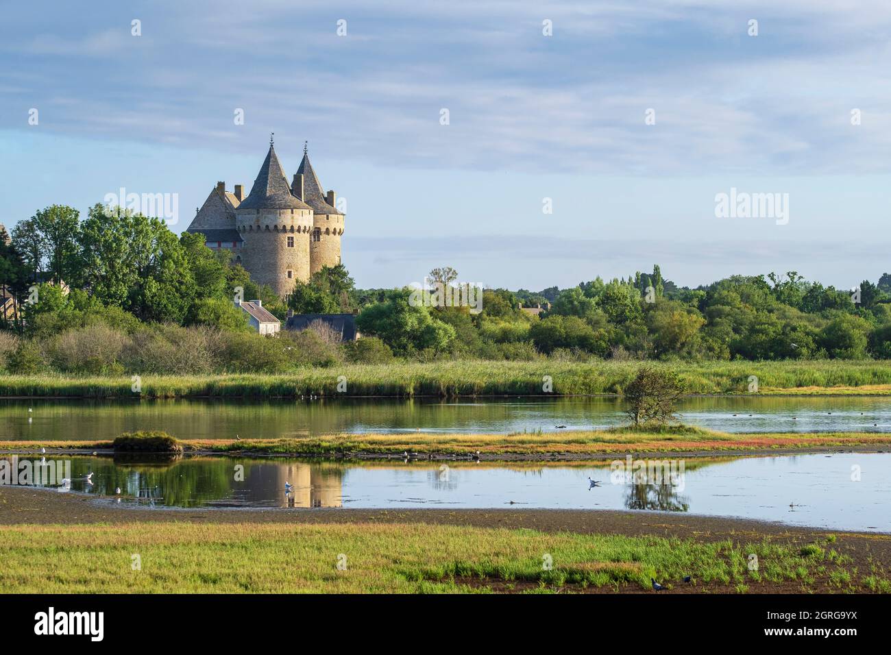 France, Morbihan, Golfe du Morbihan, péninsule de Rhuys, Sarzeau, Château médiéval de Suscinio, résidence des ducs de Bretagne et des marais de Suscinio, zone naturelle sensible Banque D'Images