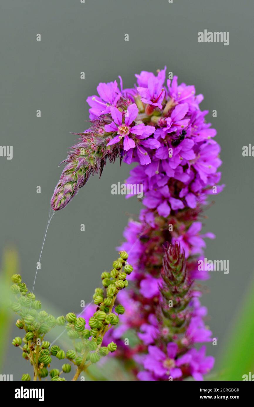 France, Doubs, Flora, Loosestrife (Lythrum virgatum) Banque D'Images