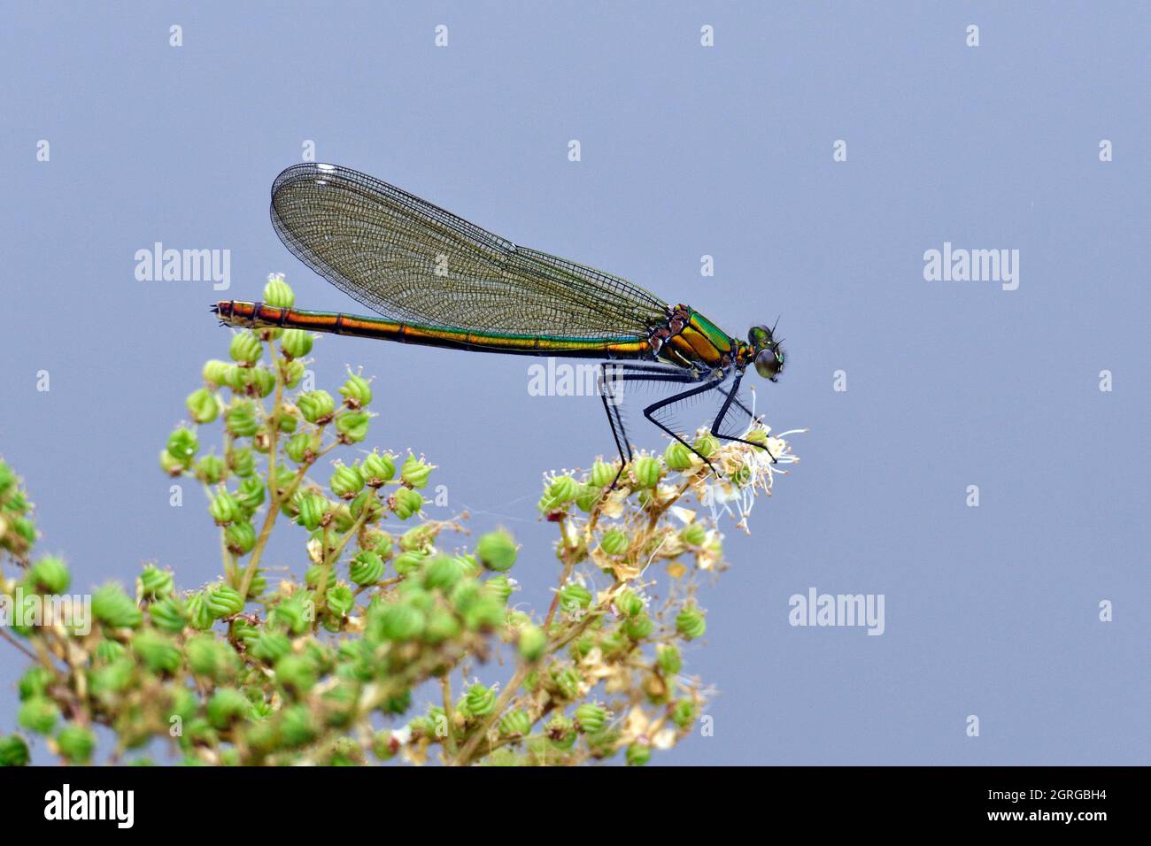 France, Doubs, insecte, Dragonfly, Demoiselle, Luminescent au calopteryx Banque D'Images